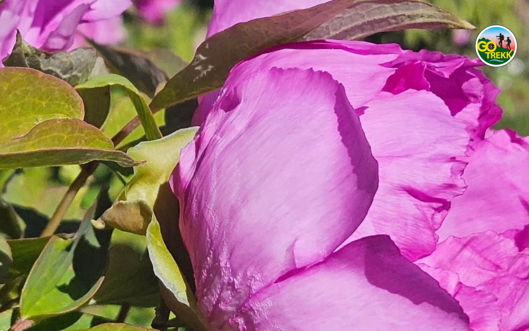 La selva di Vitorchiano e le peonie del Centro Moutan