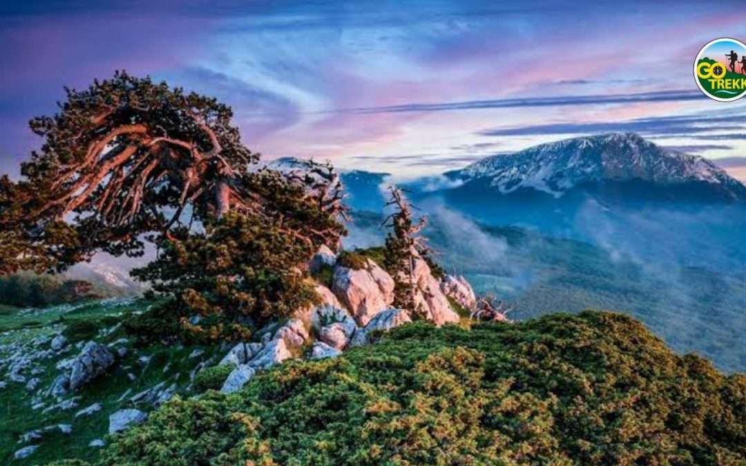 IL POLLINO, NEL REGNO DEL PINO LORICATO Sentieri, montagne e borghi nel cuore della Basilicata